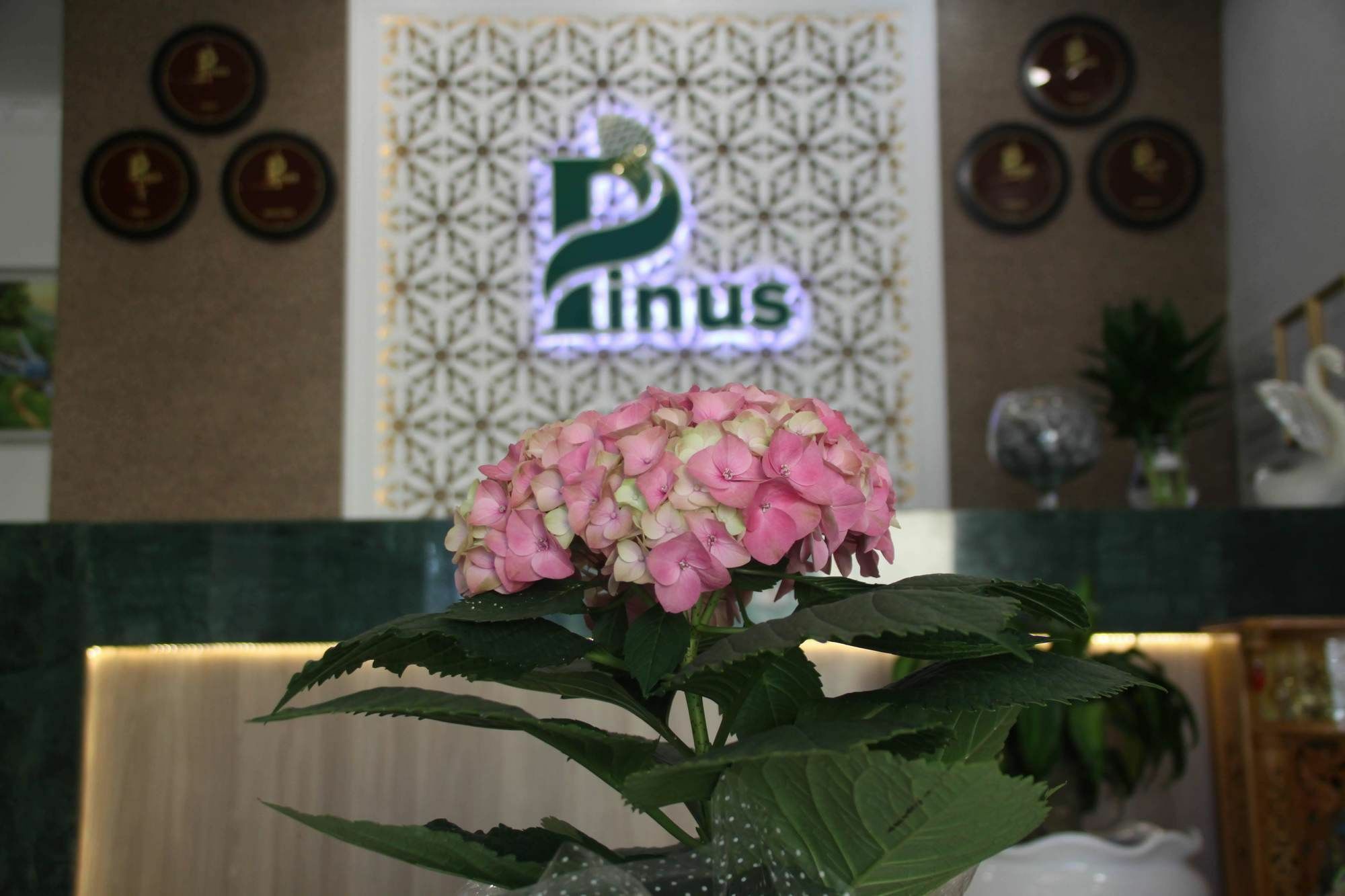 Pinus Hotel Da Lat Eksteriør billede